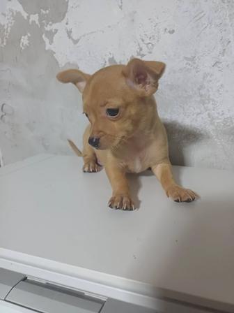 Продать щенка той терьера