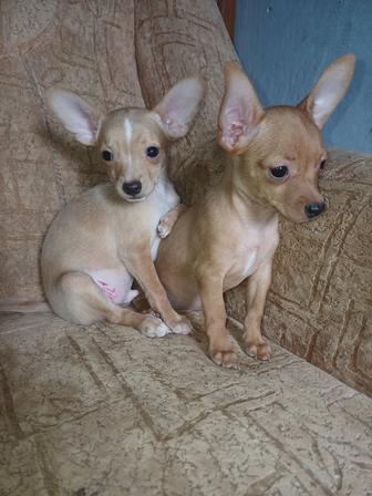 Продать щенка той терьера