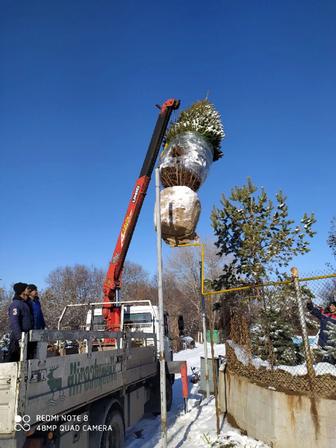 Профессиональная и качественная упаковка живых деревьев.