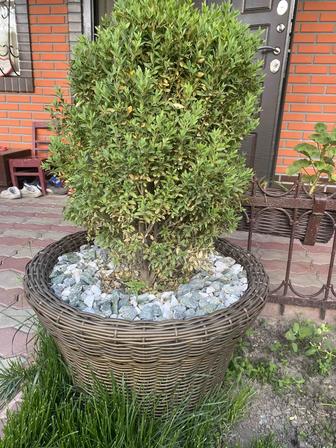 Кашпо ротанговое с самшитом