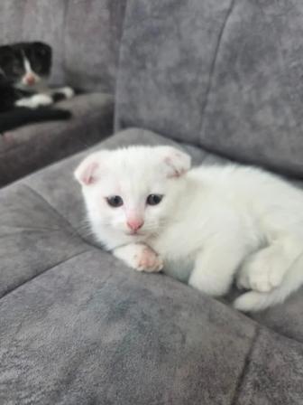 Котята 1,5мес,девочка в добрые руки