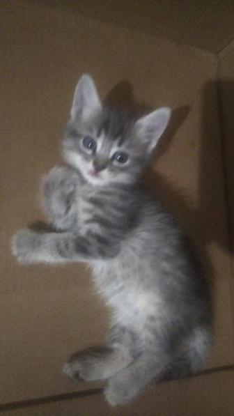 Котики