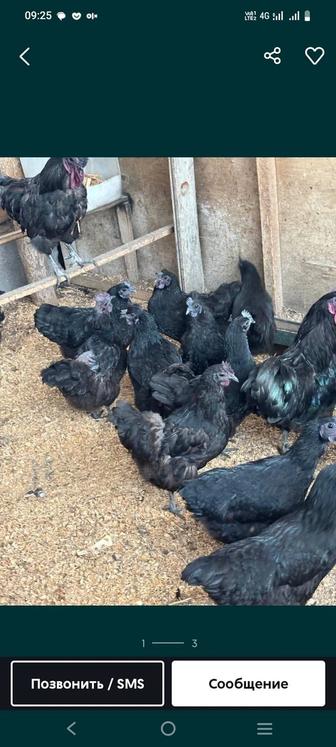 Продается ухлейию цыплята