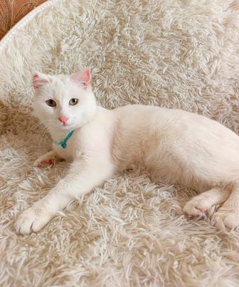 Котёнок котик в добрые руки