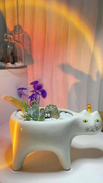 Композиция из суккулентов и кактусов