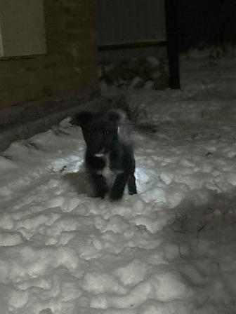 Отдам щенка в добрые руки