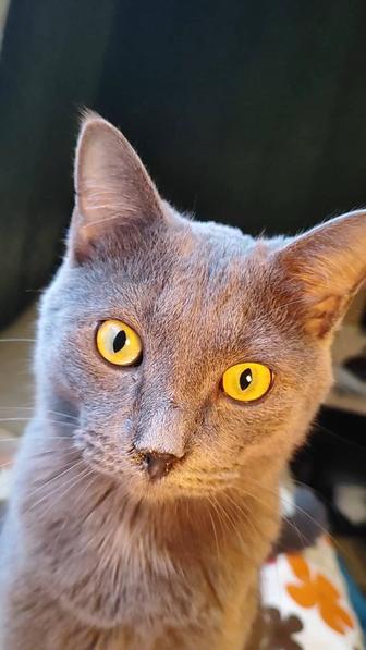 Котик ищет дом