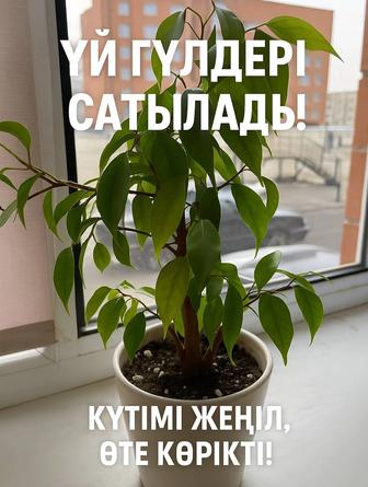 Комнатный растение