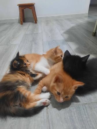 Отдам котят