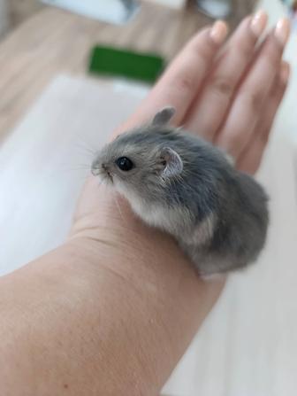 Джунгарские хомячки