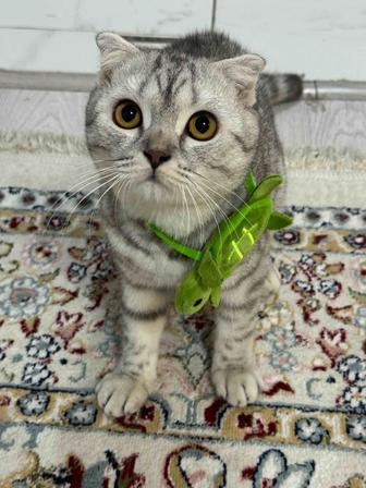 Продам кота