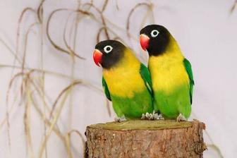 Продам неразлучников