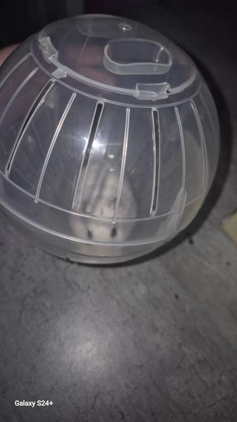 Хомячки продам, девочки