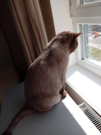 Возьму котика на 2-4 дня,на передержку