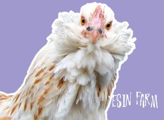 Инкубационные яйца породные куры из России под заказ, бронь