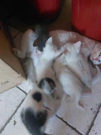 Котята