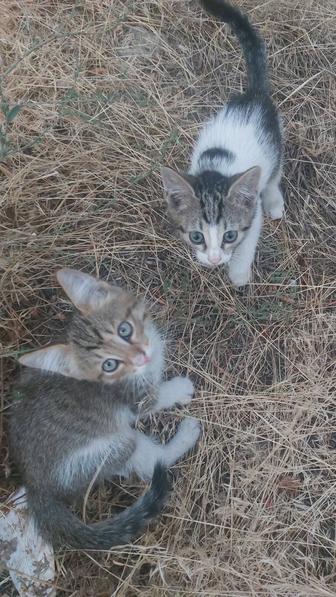 Котята