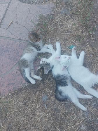 Котята