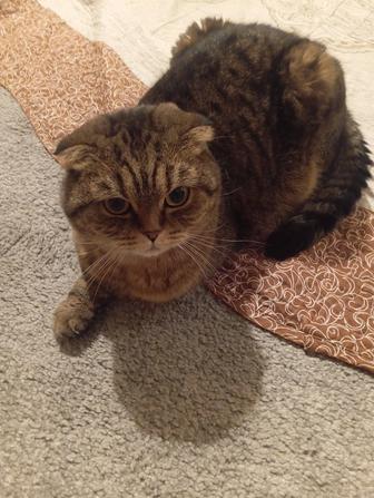 Отдам в добрые руки Шотландскую тигровую кошку