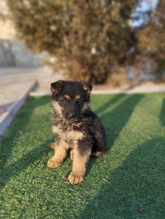 Продам щенков немецкой овчарки