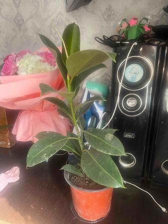 Продаются комнатные цветы