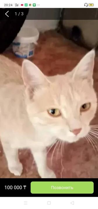 Пропал кот рыжий помогите найти пожалуйста вознаграждения
