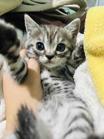Серая малышка- котенок в полоску