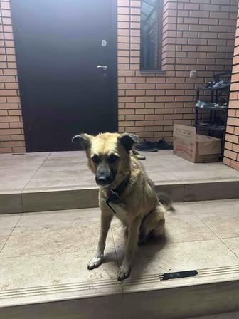 Пропала собака