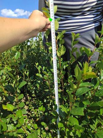 Розы разных сортов и кустарники декоративные