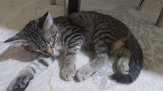 Отдам кота 3,5 месячного