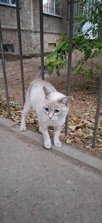 Кот