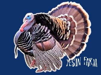 Бронза 708 инкубационные яйца индюков выгодно для хозяйства