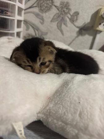 Котенок шиншилла