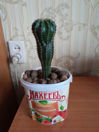 Кактус продам