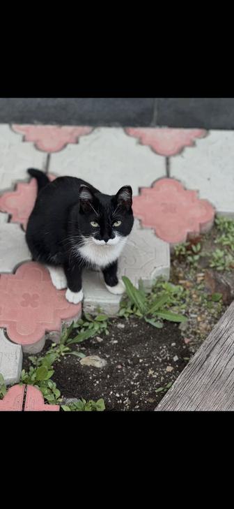 Отдам в хорошие руки молодую кошечку , стерилизована , прививки проставлены