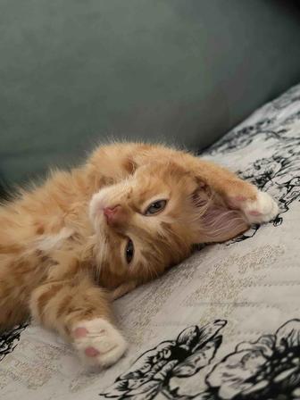 продам котенка