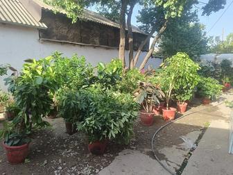 Үй гүлдер бар офиске кафе магазин мектепке оптом бағаменде бар қызққандар