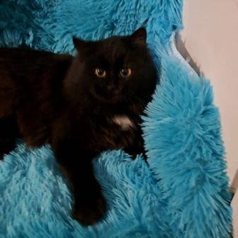 Кошечка в добрые руки