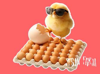 Ломан браун инкубационные яйца несушки для вашего хозяйства