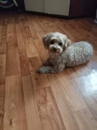 Гостиница для животных , долгосрочноя!