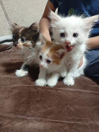 Отдам котенка