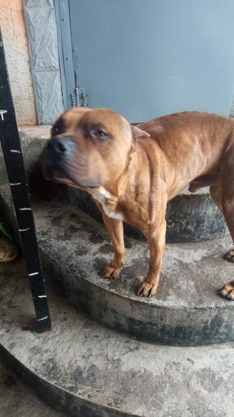 Продам американского стаффордширского терьера