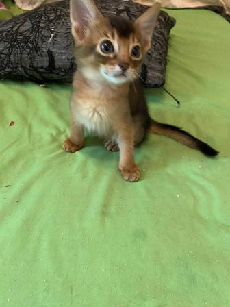 Продаются котята абиссинской породы