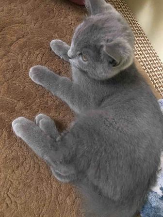 Продам котенка , чистокровный британец