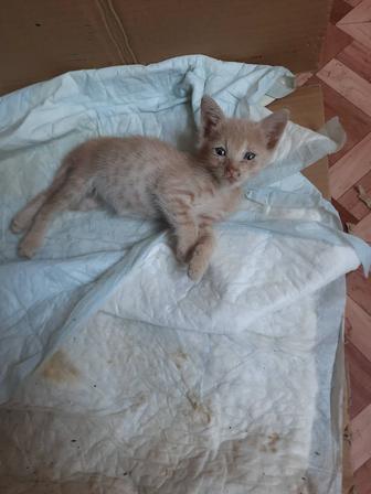 Отдам котенка-мальчика сиамской кисы в добрые руки. Возраст2месяца