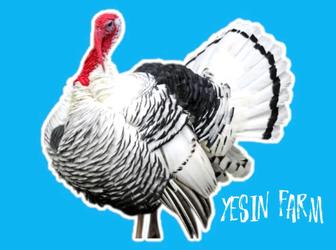 Инкубационные яйца северо кавказских индюков от племенного стада