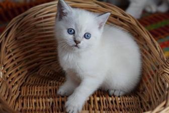 Продаются вислоухие и прямоухие котятки