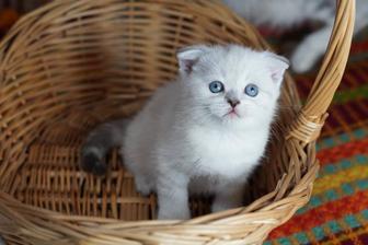 Продаются вислоухие и прямоухие котятки