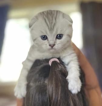 Шотландские вислоухие котята