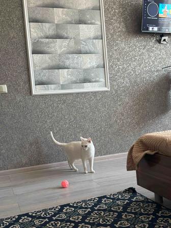 Кот в добрые руки